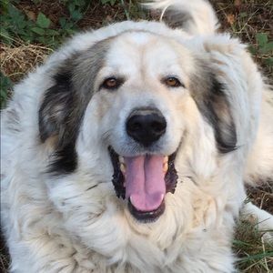 Meet your Posher, Shane